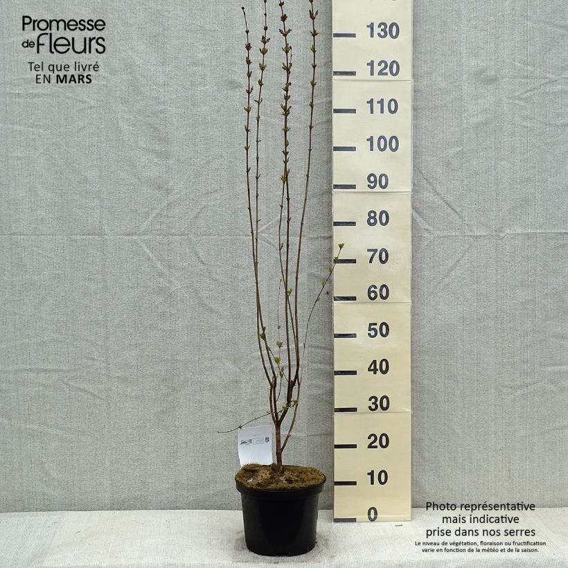 Syringa microphylla Superba - Lillà Vaso da 2L/3L esemplare consegnato in inverno