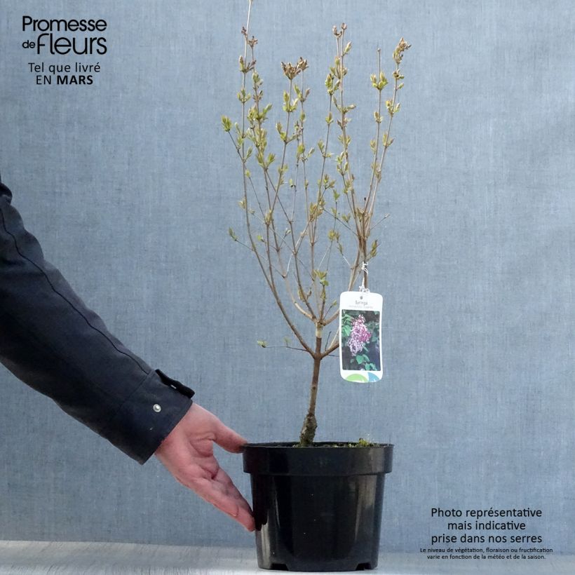 Syringa microphylla Superba - Lillà Vaso da 2L/3L esemplare consegnato in primavera