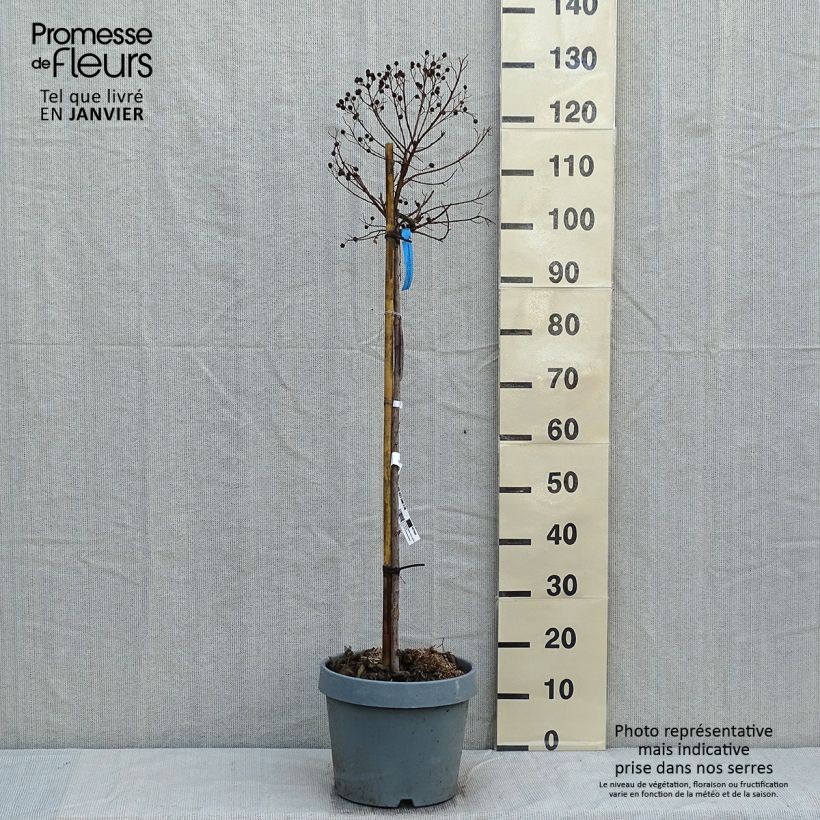 Lagerstroemia Berry Dazzle - Mirto crespo Vaso da 7,5L/10L esemplare consegnato in inverno