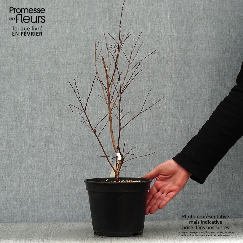 Lagerstroemia Enduring Red - Mirto crespo Vaso da 3L/4L esemplare consegnato in inverno