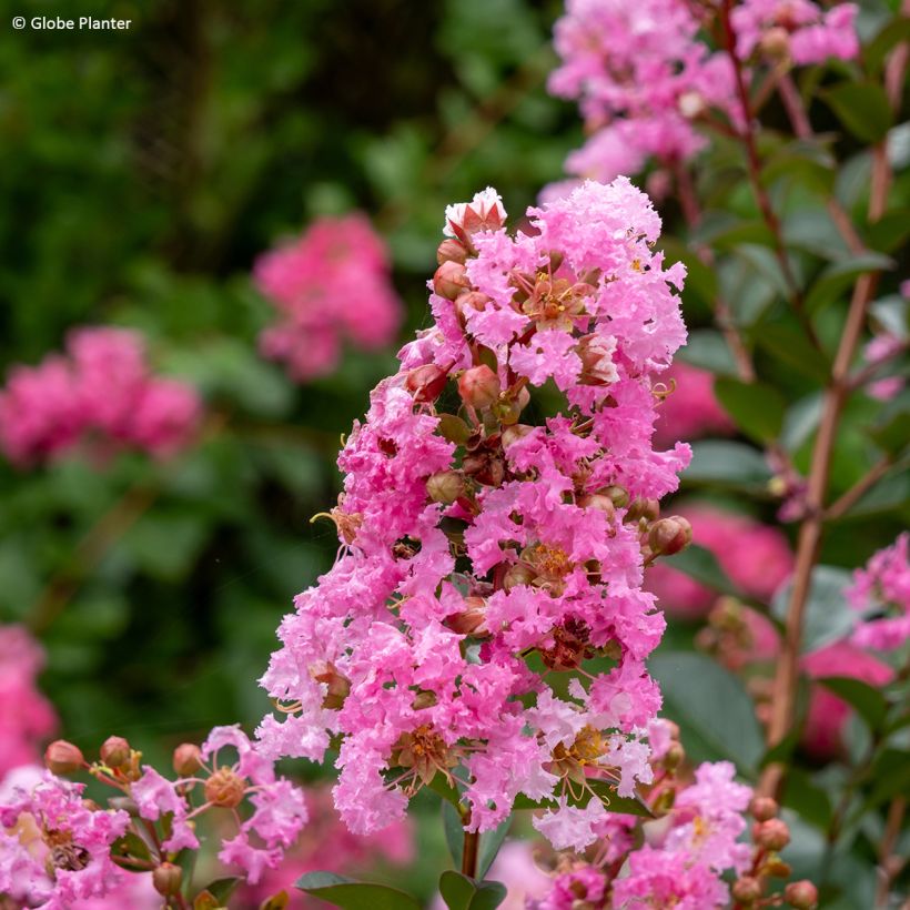 Lagerstroemia indica Gourmet Choco Pink - Mirto crespo (Fioritura)