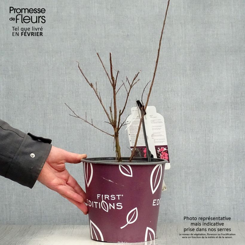 Lagerstroemia Midnight Magic - Mirto crespo Vaso da 3L/4L esemplare consegnato in inverno