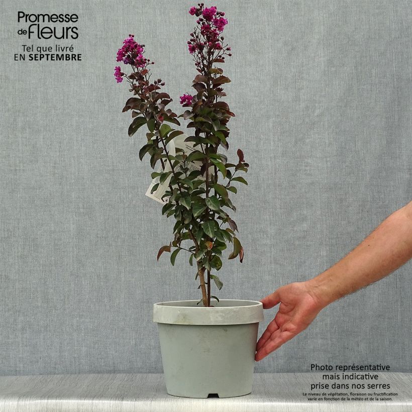 Esemplare di Lagerstroemia Rhapsody In Blue - Mirto crespo Vaso da 7,5L/10L come consegnato in autunno