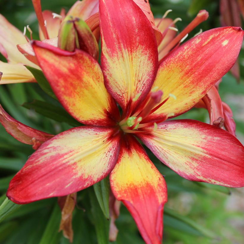 Giglio asiatico Forever Linda (Fioritura)
