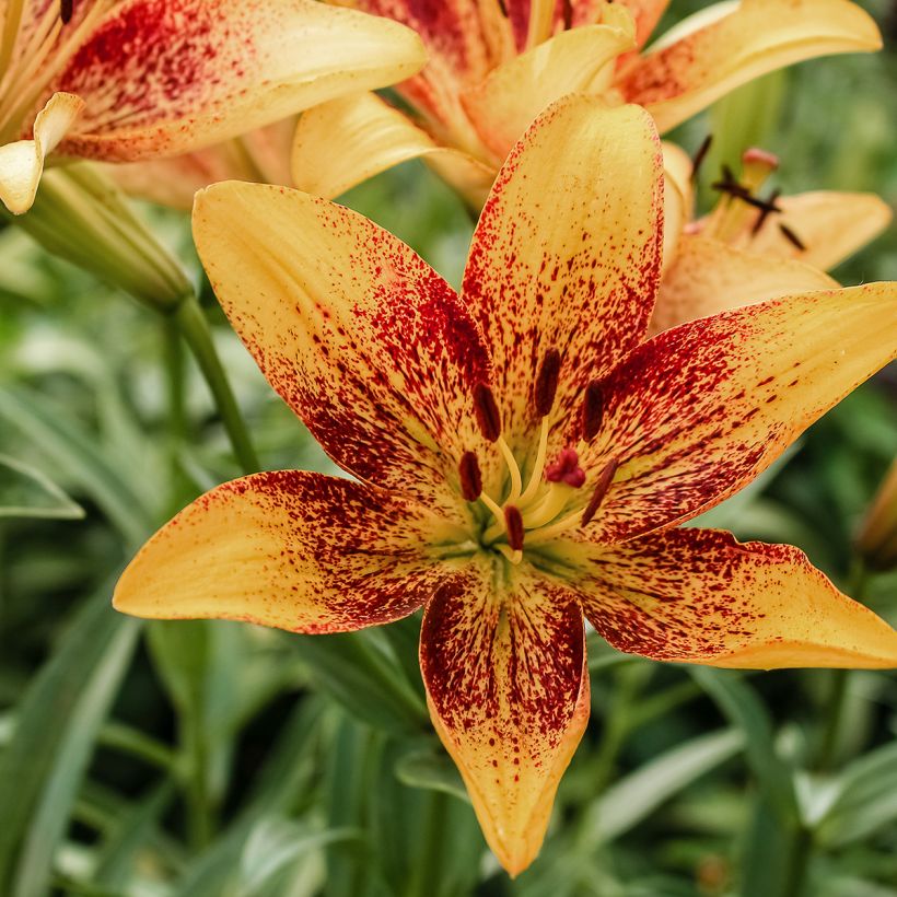 Giglio asiatico Tribal Dance (Fioritura)