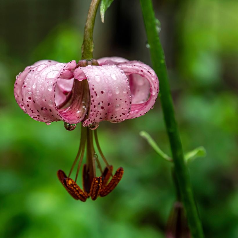 Giglio martagone - Lilium martagon (Fioritura)
