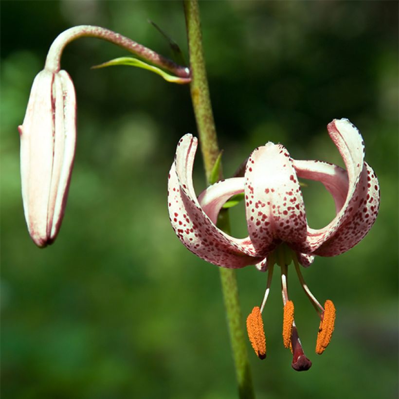 Giglio martagone var. albiflorum (Fioritura)