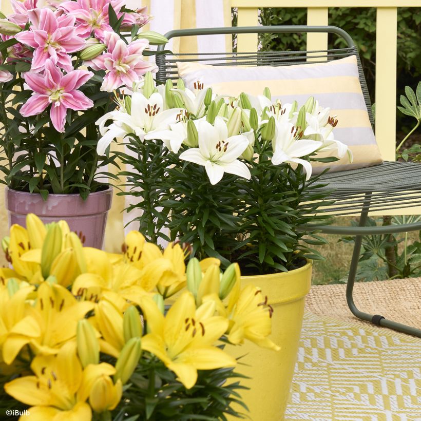 Giglio asiatico Gwen - Lys nain pour pot (Porto)