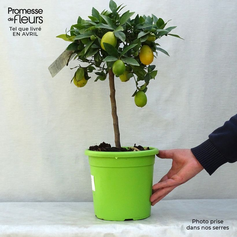 Citrus floridana - Limequat Vaso da 4L/5L, Vaso impalcato basso esemplare consegnato in primavera