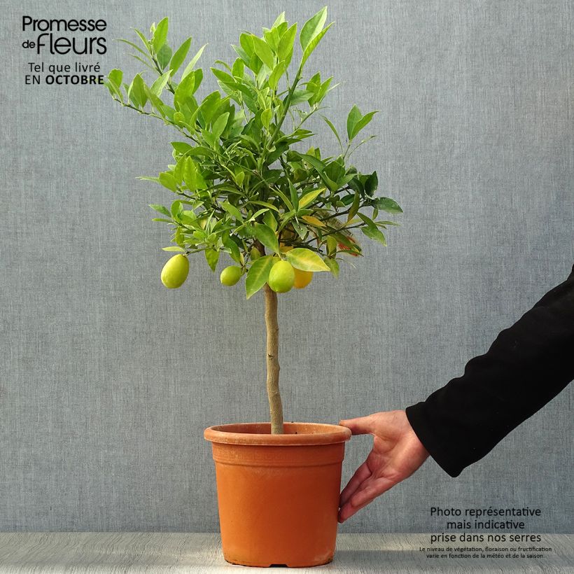 Esemplare di Citrus floridana - Limequat Vaso da 4L/5L, Vaso impalcato basso come consegnato in autunno