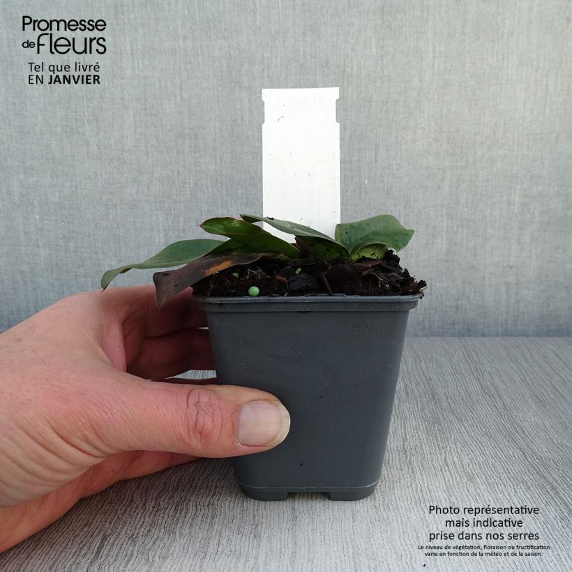 Limonium gmelinii ssp hungaricum Vasetto da 8/9 cm esemplare consegnato in inverno