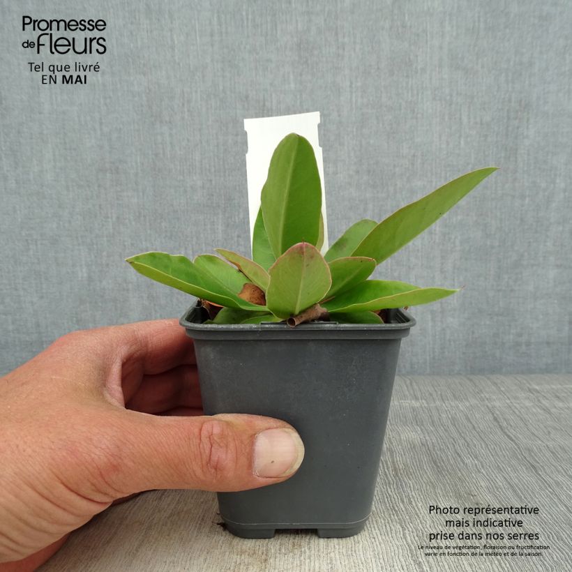 Limonium gmelinii ssp hungaricum Vasetto da 8/9 cm esemplare consegnato in primavera