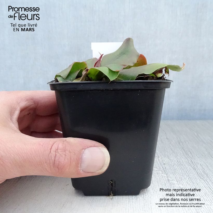 Limonium platyphyllum Vasetto da 8/9 cm esemplare consegnato in primavera