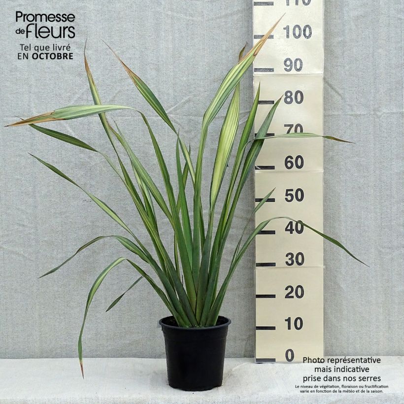 Esemplare di Phormium Apricot Queen - Lino della Nuova Zelanda Vaso da 3L/4L come consegnato in autunno