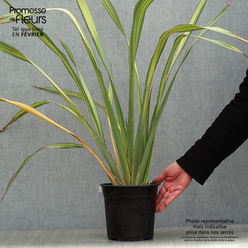 Phormium Apricot Queen - Lino della Nuova Zelanda Vaso da 3L/4L esemplare consegnato in inverno