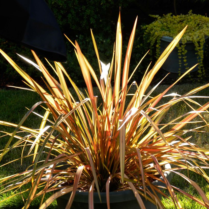 Phormium Flamingo - Lino della Nuova Zelanda (Porto)