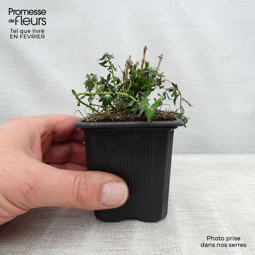 Linaria purpurea Peachy Vasetto da 8/9 cm esemplare consegnato in inverno