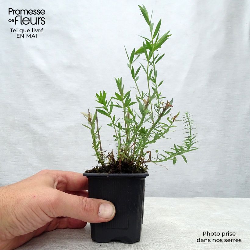 Linaria purpurea Peachy Vasetto da 8/9 cm esemplare consegnato in primavera