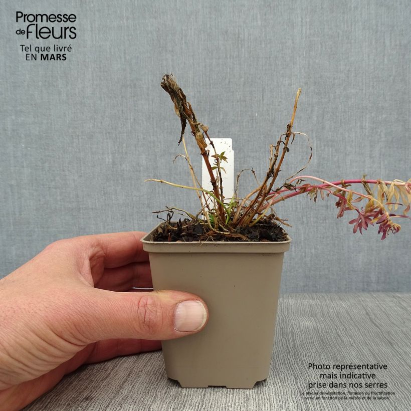 Linaria purpurea Canon J. Went Vasetto da 8/9 cm esemplare consegnato in inverno