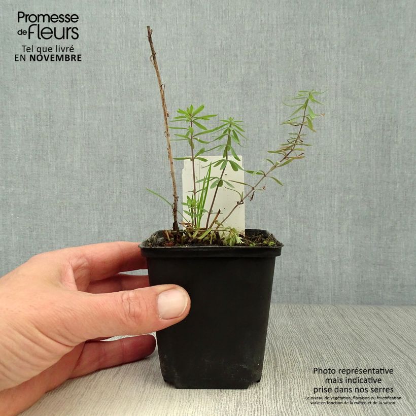 Esemplare di Linaria purpurea Vasetto da 8/9 cm come consegnato in autunno
