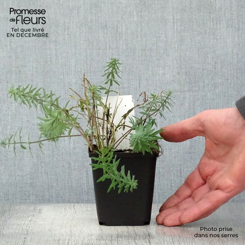 Linaria purpurea Vasetto da 8/9 cm esemplare consegnato in inverno