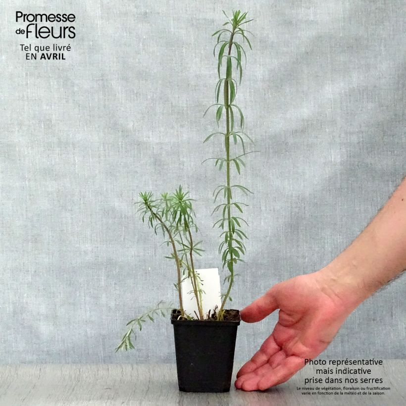 Linaria purpurea Vasetto da 8/9 cm esemplare consegnato in primavera