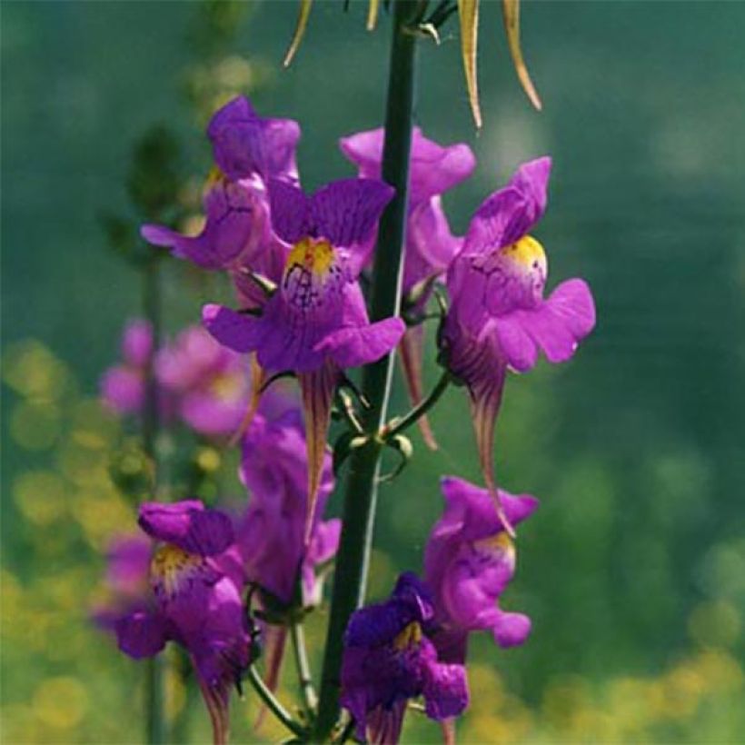 Linaria triornithophora (Fioritura)