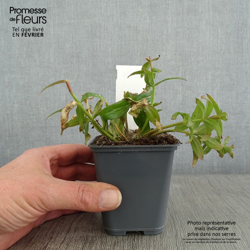 Linaria triornithophora Vasetto da 8/9 cm esemplare consegnato in inverno