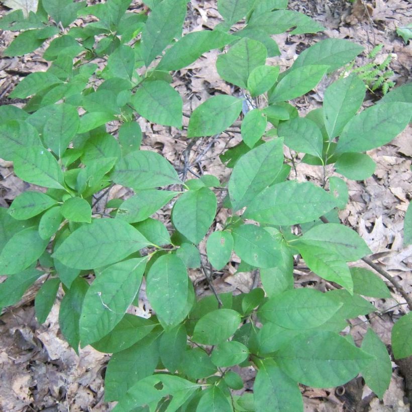 Lindera benzoin - Benzoino (Fogliame)