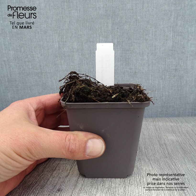 Lindernia grandiflora Vasetto da 8/9 cm esemplare consegnato in inverno