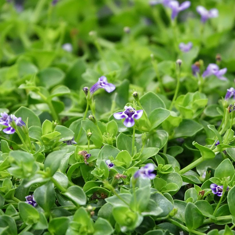 Lindernia grandiflora (Fioritura)