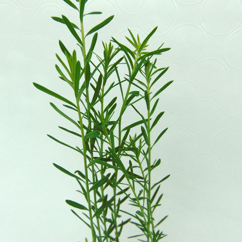 Linum perenne - Lino perenne (Fogliame)