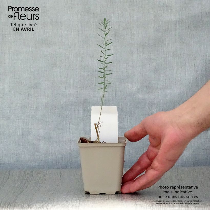 Linum perenne - Lino perenne Vasetto da 7/8 cm esemplare consegnato in primavera