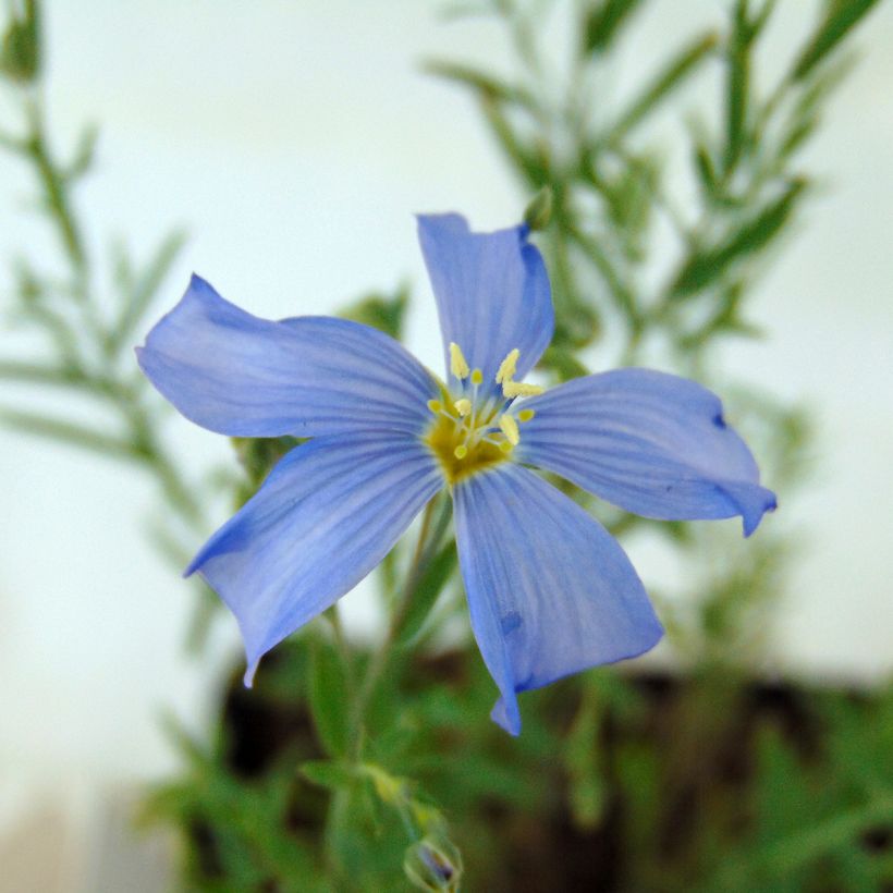 Linum perenne - Lino perenne (Fioritura)