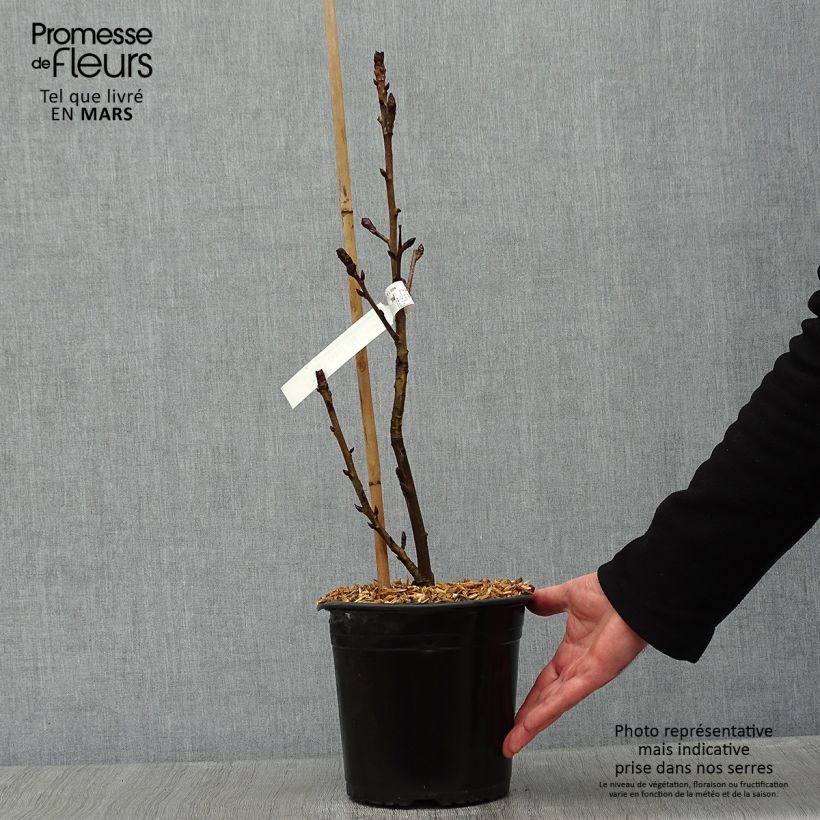 Liquidambar styraciflua Albomarginata Manon - Storace americano Vaso da 4L/5L esemplare consegnato in inverno