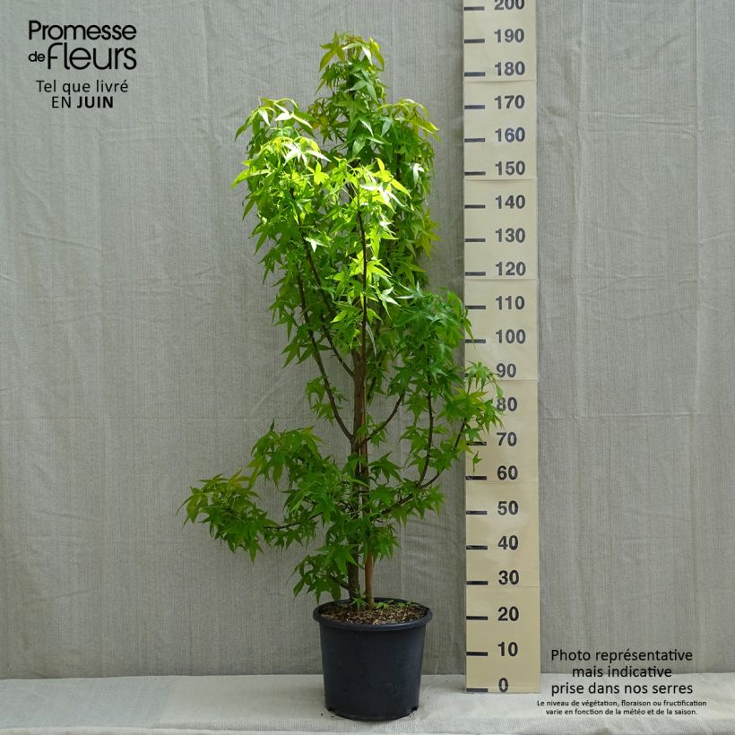 Liquidambar styraciflua Aurea - Storace americano Vaso da 12L/15L, Astone alto esemplare consegnato in primavera