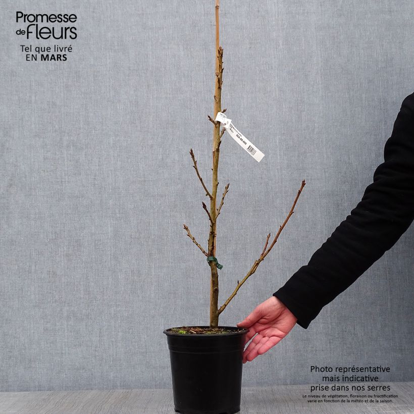 Liquidambar styraciflua Aurea - Storace americano Vaso da 4L/5L esemplare consegnato in inverno