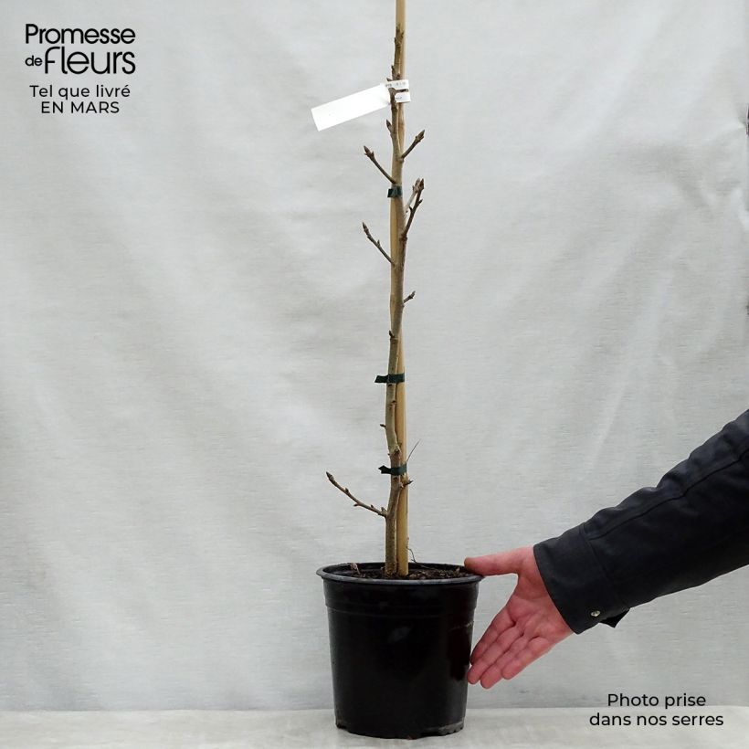 Liquidambar styraciflua Aurea - Storace americano Vaso da 4L/5L esemplare consegnato in primavera