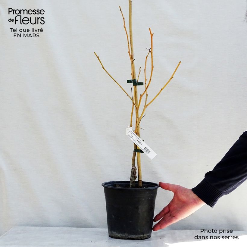 Liquidambar styraciflua Golden Sun - Storace americano Vaso da 4L/5L esemplare consegnato in primavera