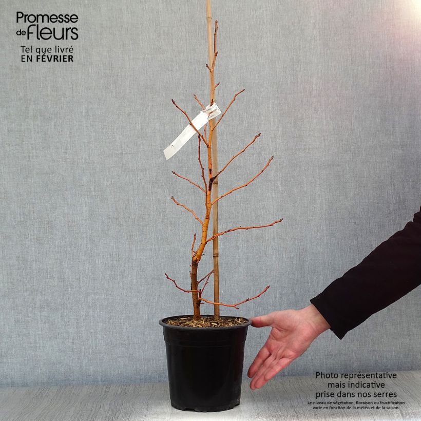 Liquidambar styraciflua Golden Sun - Storace americano Vaso da 4L/5L esemplare consegnato in inverno