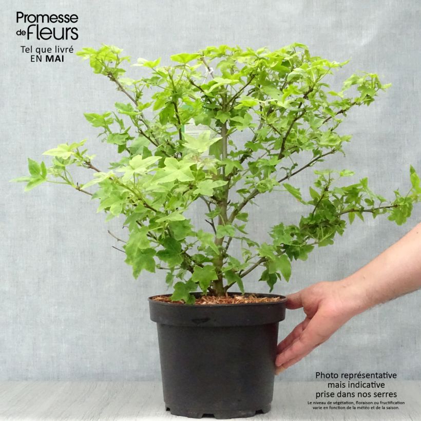 Liquidambar styraciflua Gum Ball - Storace americano Vaso da 4L/5L esemplare consegnato in primavera