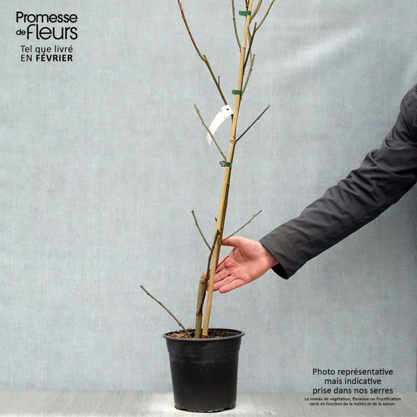 Liquidambar styraciflua Lane Roberts - Storace americano Vaso da 2L/3L esemplare consegnato in inverno