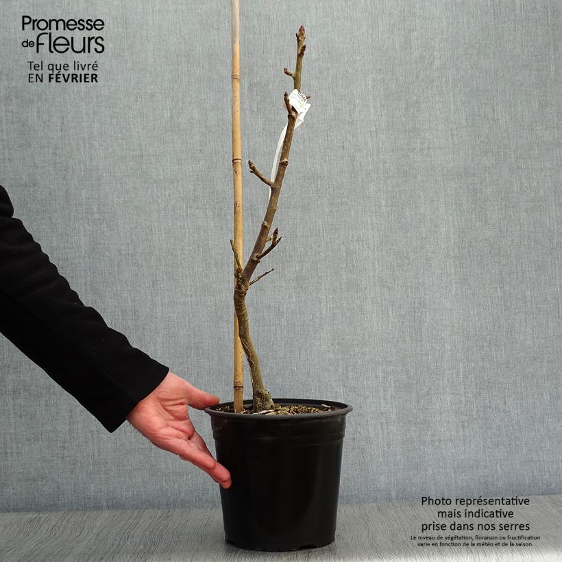 Liquidambar styraciflua Rotundiloba - Storace americano Vaso da 4L/5L esemplare consegnato in inverno