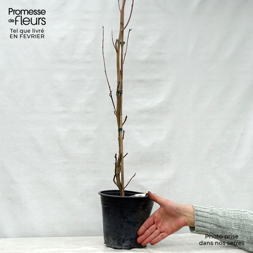 Liquidambar styraciflua Slender Silhouette - Storace americano Vaso da 4L/5L esemplare consegnato in inverno