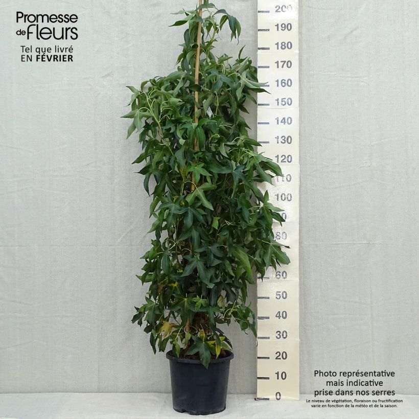 Esemplare di Liquidambar styraciflua Slender Silhouette - Storace americano Vaso da 7,5L/10L come consegnato in autunno