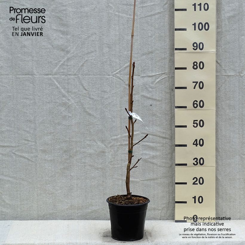 Liquidambar styraciflua Thea - Storace americano Vaso da 4L/5L esemplare consegnato in inverno