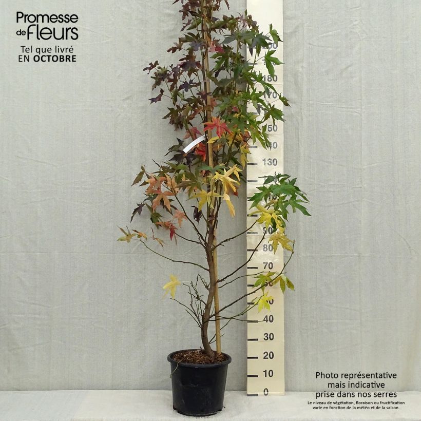 Esemplare di Liquidambar styraciflua Worplesdon - Storace americano Vaso da 7,5L/10L come consegnato in autunno