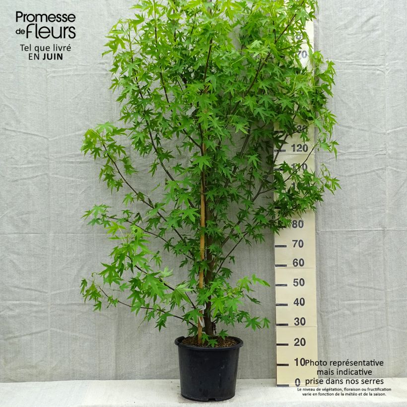 Liquidambar styraciflua Worplesdon - Storace americano Vaso da 7,5L/10L esemplare consegnato in primavera