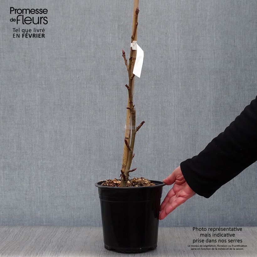 Liquidambar styraciflua Worplesdon - Storace americano Vaso da 4L/5L esemplare consegnato in inverno