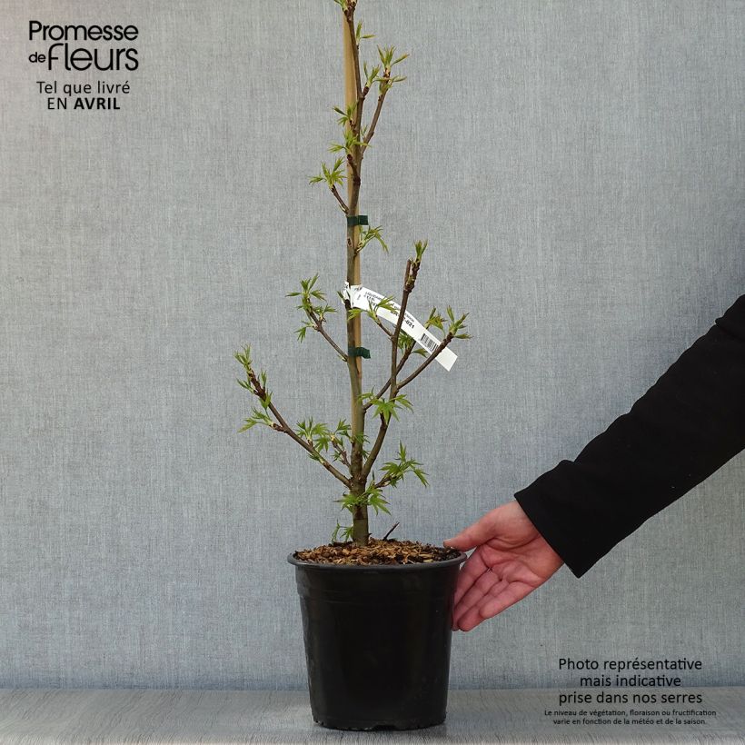 Liquidambar styraciflua Worplesdon - Storace americano Vaso da 4L/5L esemplare consegnato in primavera